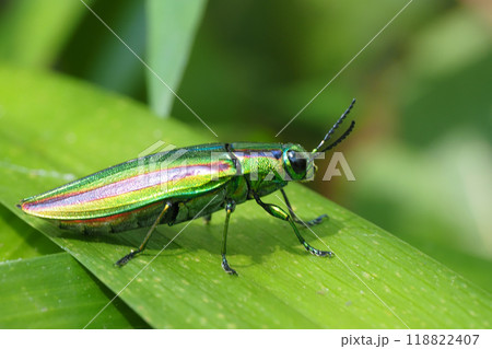 タマムシ（ヤマトタマムシ） 118822407