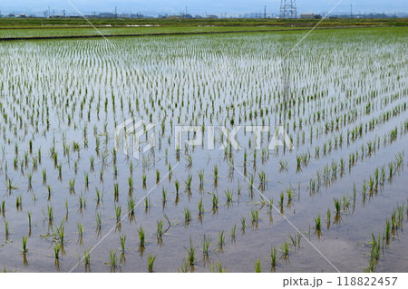 田植え直後の水田風景 田植え直後の水田風景 118822457
