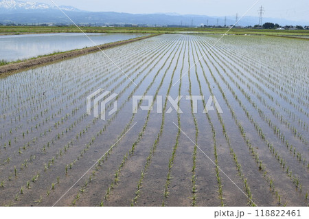 田植え直後の水田風景 118822461