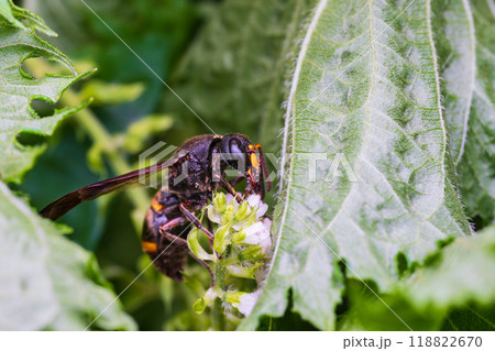 シソの花の蜜を吸うドロバチ 118822670