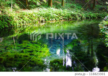 熊本県の白川水源 熊本県の白川水源 118823301