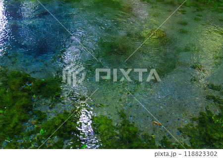 熊本県の白川水源 118823302