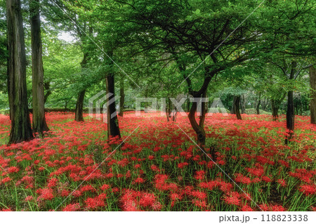 満開の曼殊沙華の絨毯 満開の曼殊沙華の絨毯 118823338