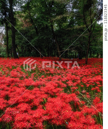 満開の曼殊沙華の絨毯 118823345