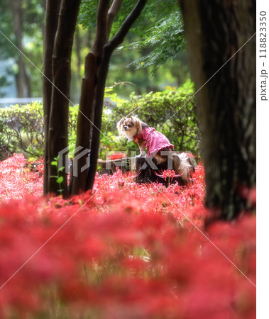 満開の曼殊沙華の絨毯 満開の曼殊沙華の絨毯 118823350