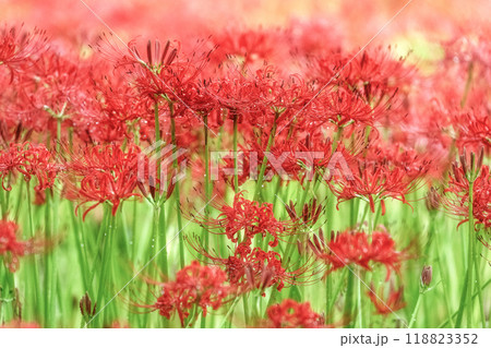 満開の曼殊沙華の絨毯 118823352