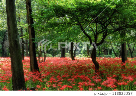 満開の曼殊沙華の絨毯 満開の曼殊沙華の絨毯 118823357