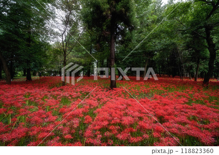 満開の曼殊沙華の絨毯 118823360