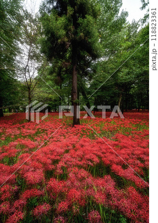 満開の曼殊沙華の絨毯 118823361