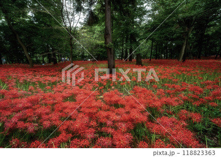満開の曼殊沙華の絨毯 満開の曼殊沙華の絨毯 118823363