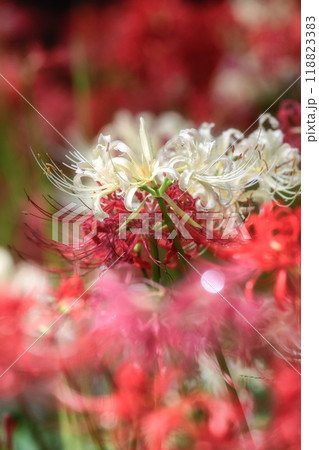 満開の曼殊沙華の絨毯 満開の曼殊沙華の絨毯 118823383