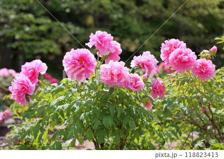 牡丹の花　聖代 118823413
