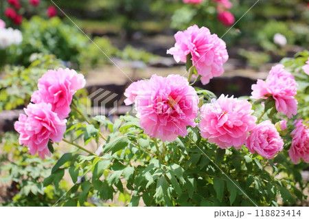 牡丹の花 聖代 牡丹の花 聖代 118823414