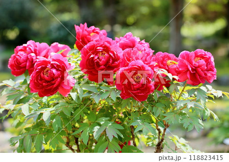 牡丹の花　島錦 118823415