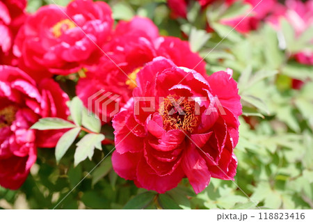 牡丹の花　島錦 118823416