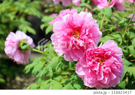 牡丹の花 聖代 牡丹の花 聖代 118823417