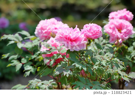 牡丹の花 春光寿 牡丹の花 春光寿 118823421