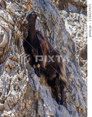 切り立った崖の急斜面に立つ黒ヤギ (ギリシャ、クレタ島) 118823425