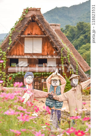 秋の白川郷　コスモス・カカシ・合掌造り集落 118823531