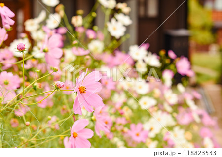 秋の白川郷に咲くコスモス 秋の白川郷に咲くコスモス 118823533