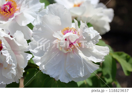 牡丹の花　香玉 118823637