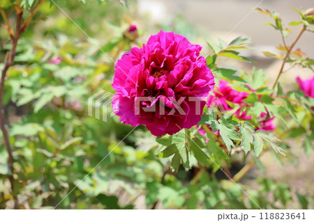 牡丹の花　島大臣 118823641