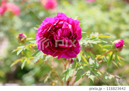 牡丹の花　島大臣 118823642