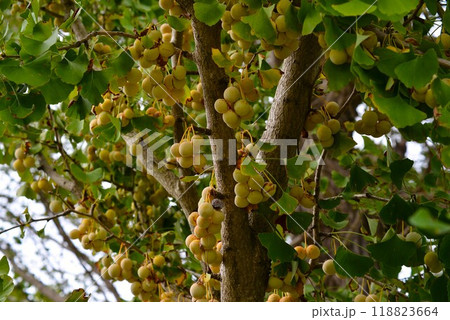 木になる銀杏 木になる銀杏 118823664