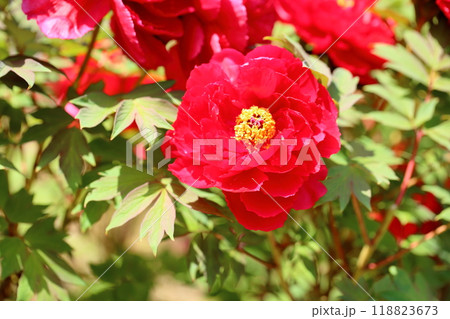 牡丹の花 太陽 牡丹の花 太陽 118823673