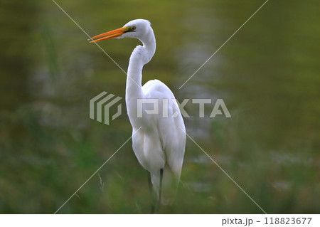 ダイサギ ダイサギ 118823677