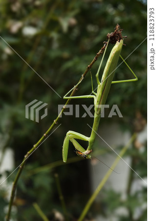 秋9月餌を捕らえ貪るカマキリ 秋9月餌を捕らえ貪るカマキリ 118823793