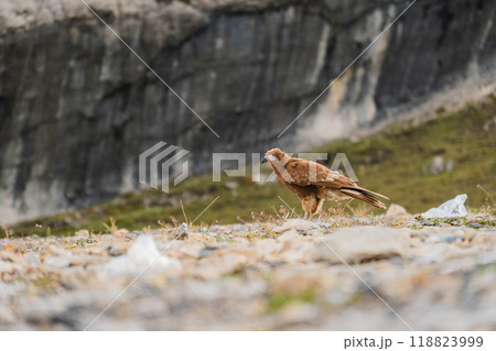 A brown bird is walking on a rocky hillside, Juvenile mountain caracara (Phalcoboenus megalopterus) in Road to the Mountain range of the Viuda, Canta. Peru. A brown bird is walking on a rocky hillside, Juvenile mountain caracara (Phalcoboenus megalopterus) in Road to the Mountain range of the Viuda, Canta. Peru. 118823999