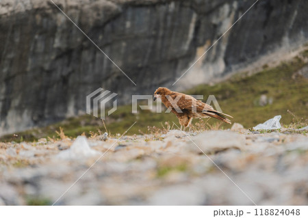 bird eating plastic, Juvenile mountain caracara (Phalcoboenus megalopterus) in Road to the Mountain range of the Viuda, Canta. Peru. bird eating plastic, Juvenile mountain caracara (Phalcoboenus megalopterus) in Road to the Mountain range of the Viuda, Canta. Peru. 118824048