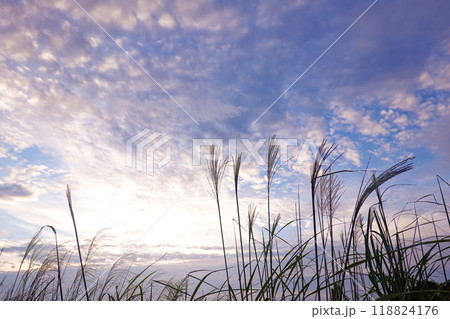 朝日に映えるススキ 118824176