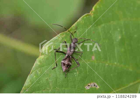 ホソヘリカメムシ ホソヘリカメムシ 118824289