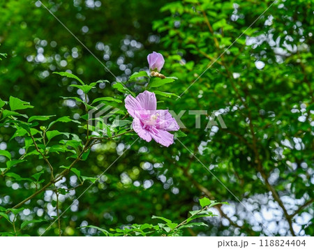 光を浴びて輝く満開の八重のムクゲの花 118824404