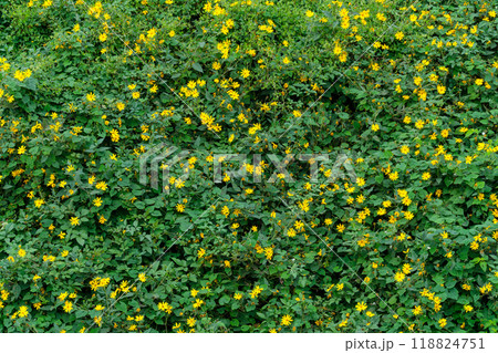 黄色の花びら 118824751