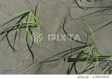 広大な砂浜が広がっている太平洋。波がどこからか石を運んでくる。波に洗われ陽の光を浴びて輝いていた。 118824939