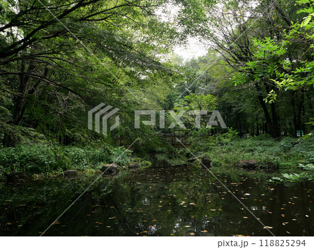 下野風土記公園。足元には苔が密集し、上を仰げば天を突くような巨木が生い茂り、直射日光を遮っていた。 118825294