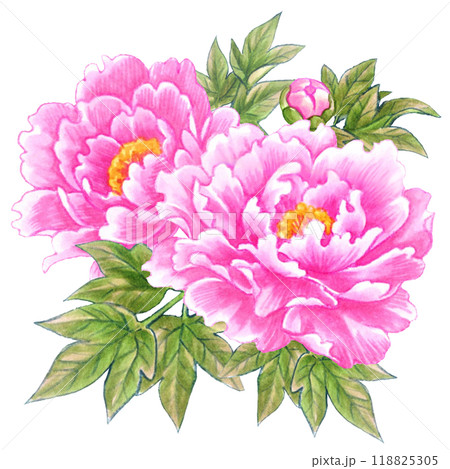 牡丹の花の手描き素材ワンポイント　和風・中華風 118825305