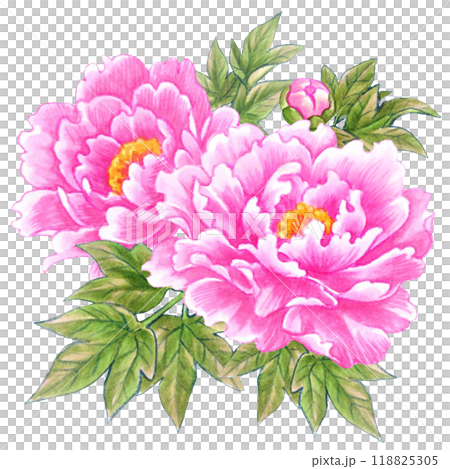 牡丹の花の手描き素材ワンポイント　和風・中華風 118825305
