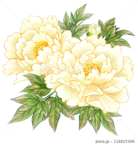 牡丹の花の手描き素材ワンポイント 和風・中華風 牡丹の花の手描き素材ワンポイント 和風・中華風 118825306