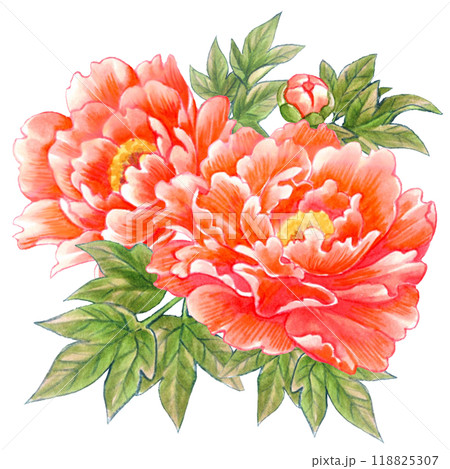 牡丹の花の手描き素材ワンポイント　和風・中華風 118825307