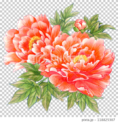 牡丹の花の手描き素材ワンポイント　和風・中華風 118825307