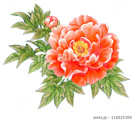 牡丹の花の手描き素材ワンポイント　和風・中華風 118825308