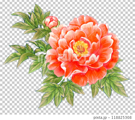牡丹の花の手描き素材ワンポイント　和風・中華風 118825308