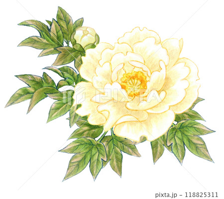 牡丹の花の手描き素材ワンポイント　和風・中華風 118825311