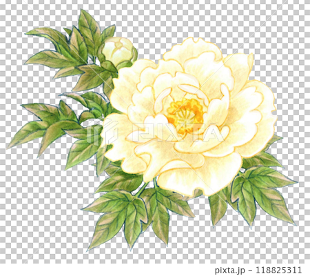 牡丹の花の手描き素材ワンポイント　和風・中華風 118825311