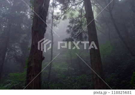 パワースポット御岩山。雨上がりの森は霧に包まれ、吸い込まれそうな神秘的な雰囲気が漂っていた。 パワースポット御岩山。雨上がりの森は霧に包まれ、吸い込まれそうな神秘的な雰囲気が漂っていた。 118825681