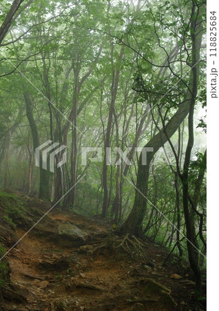 パワースポット御岩山。雨上がりの森は霧に包まれ、吸い込まれそうな神秘的な雰囲気が漂っていた。 118825684